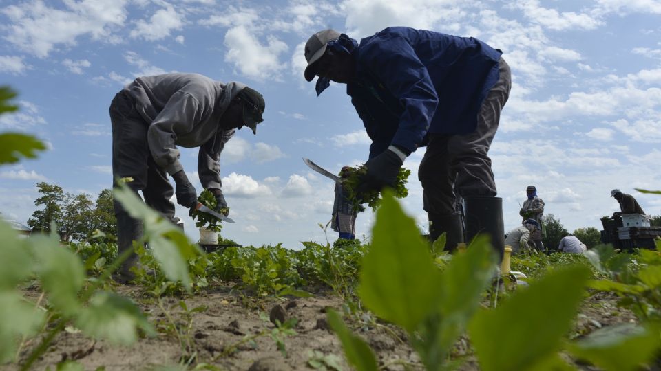 International human trafficking ring uncovered in Canada