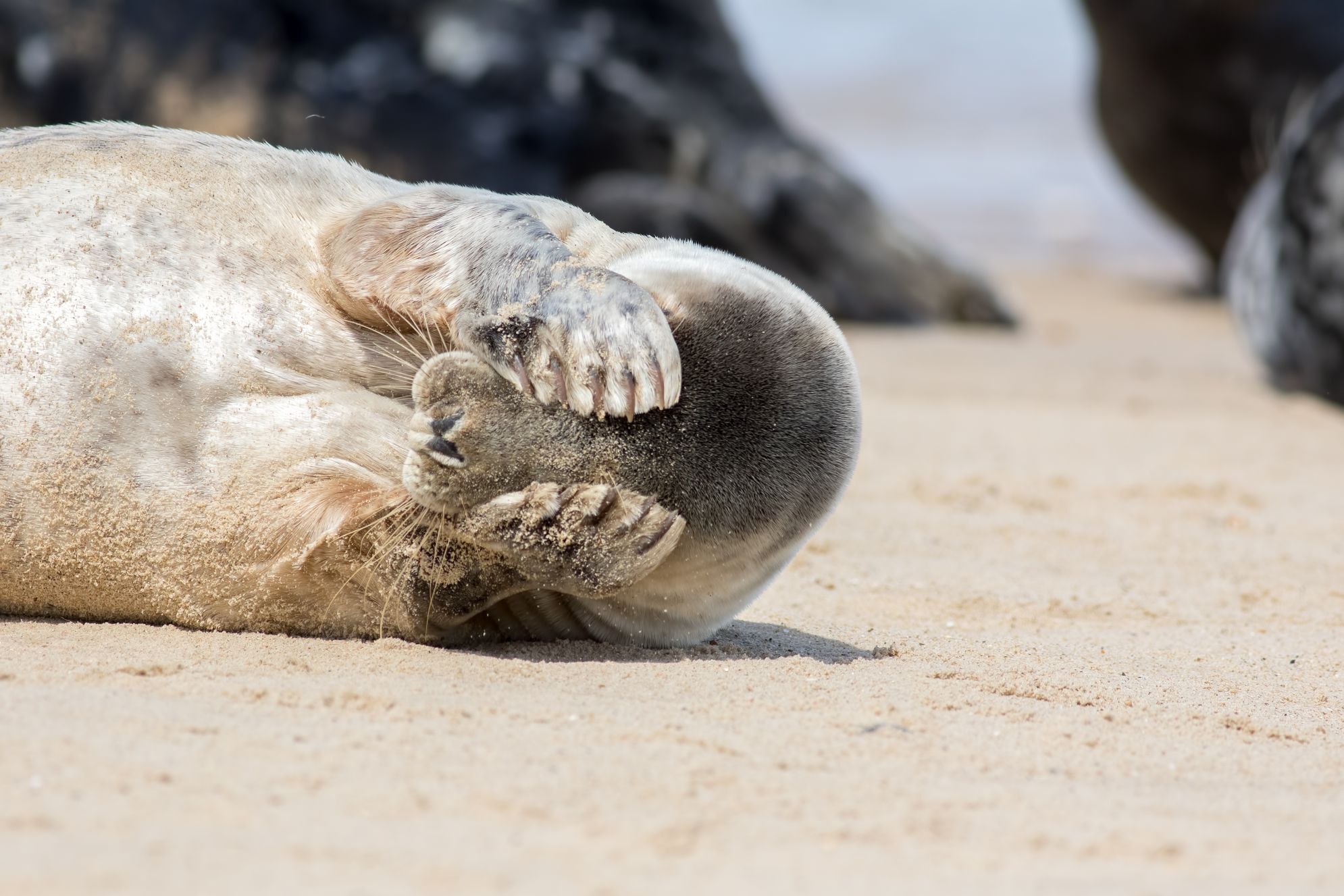 Naturalnymi wrogami fok są niedźwiedzie polarne, orki i rekiny. Fot. Ian Dyball/Shutterstock