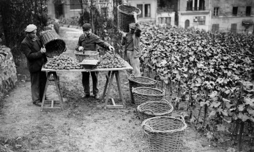 Zbiory winorośli przy Rue des Saules w Montmartre w Paryżu, 1941 rok. LAP-5083. Fot. Roger Viollet via Getty Images