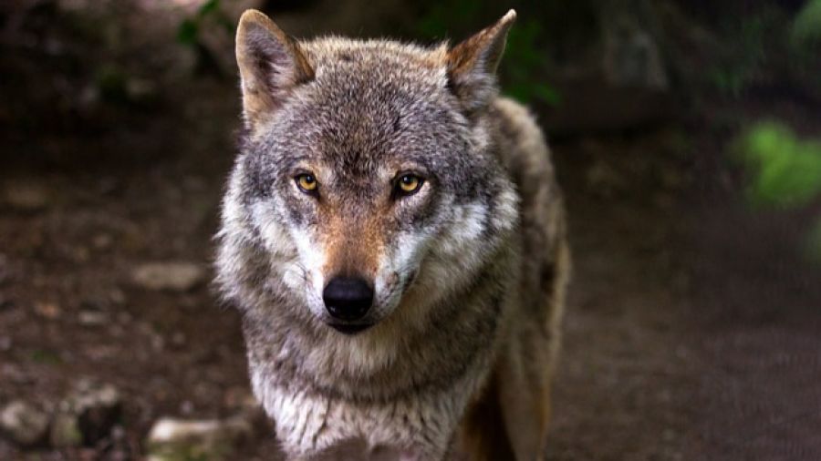 Urzędnicy sprawdzają, czy to wilki stoją za atakami na stada owiec