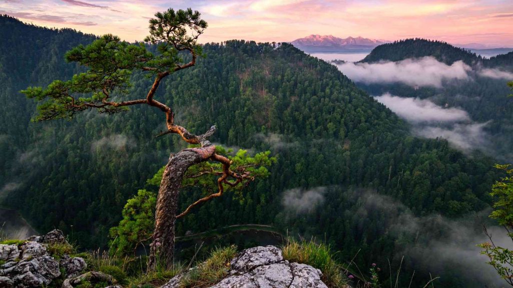 Pieniński Park Narodowy zajmuje najcenniejsze pod względem krajobrazowym i przyrodniczym obszary Pienin Właściwych. Fot. Kluciar Ivan/Shutterstock