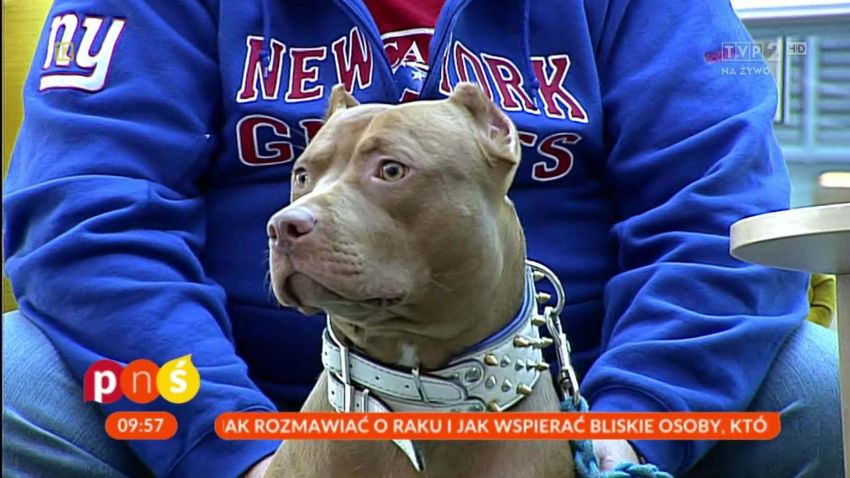 pytanie na sniadanie tvp pl