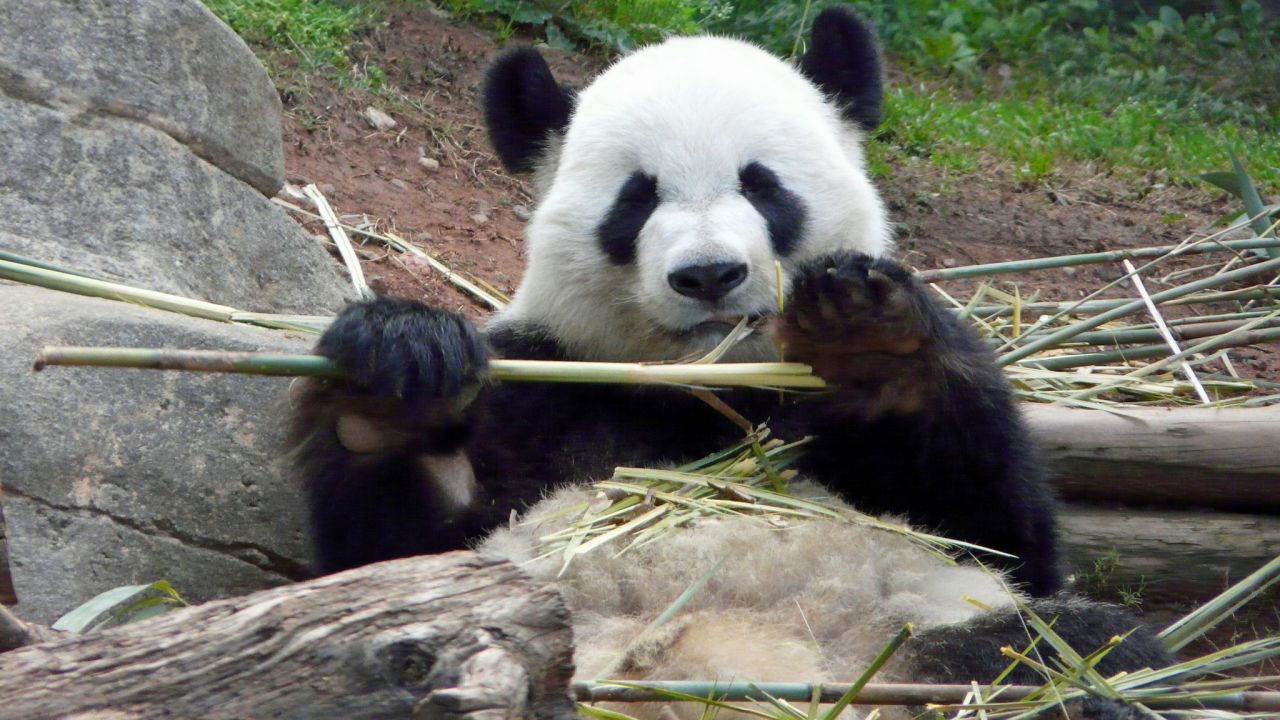 Panda ma wielu miłośników (fot. flickr.com/ steews4)