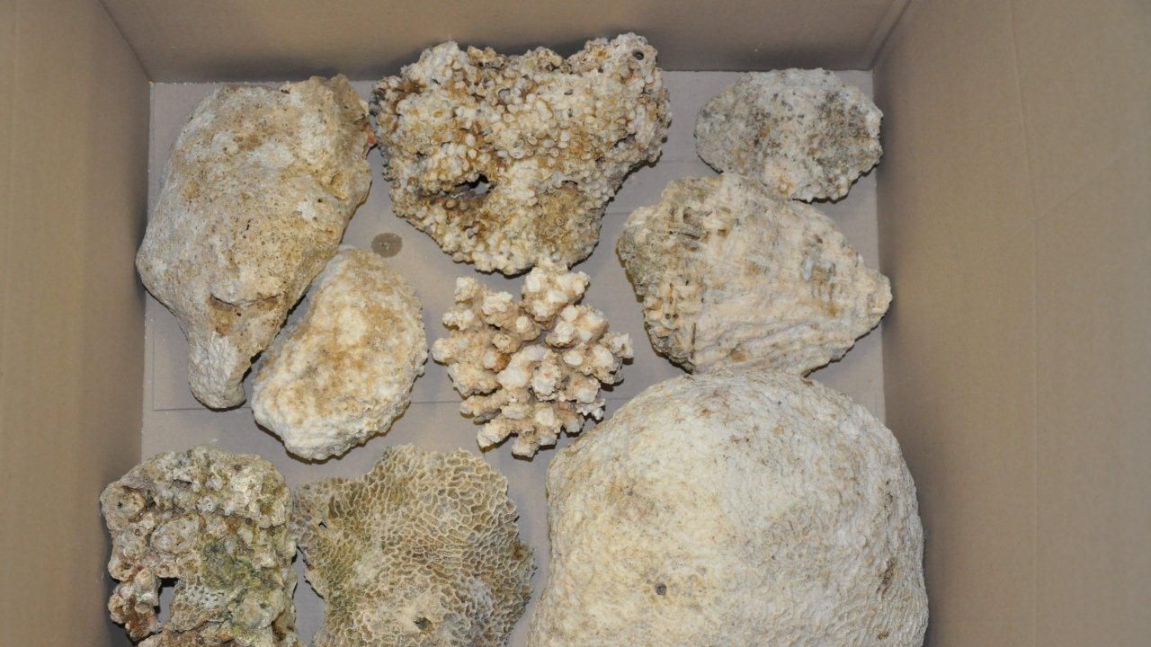 Koralowce próbowano przemycić wśród innych towarów przewożonych w tranzycie z Chin