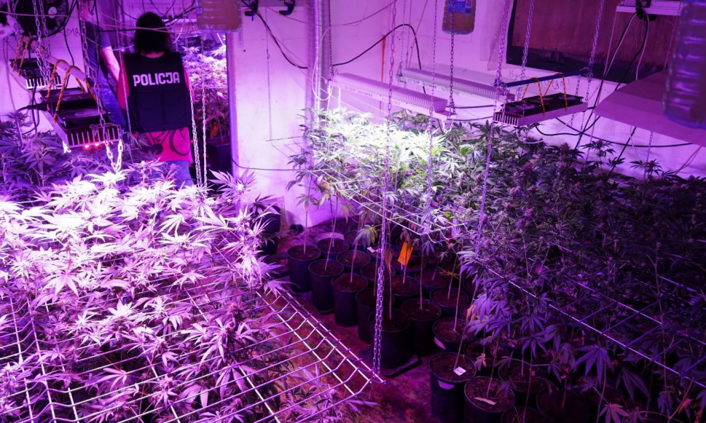 Likwidacja rodzinnej plantacji (fot. kujawsko-pomorska.policja.gov.pl)