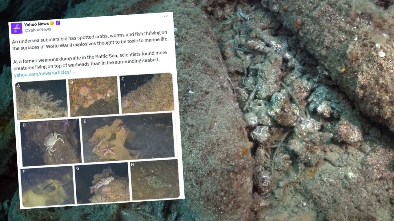 WWII Bombs Become Marine Sanctuaries Amid Toxic Risks