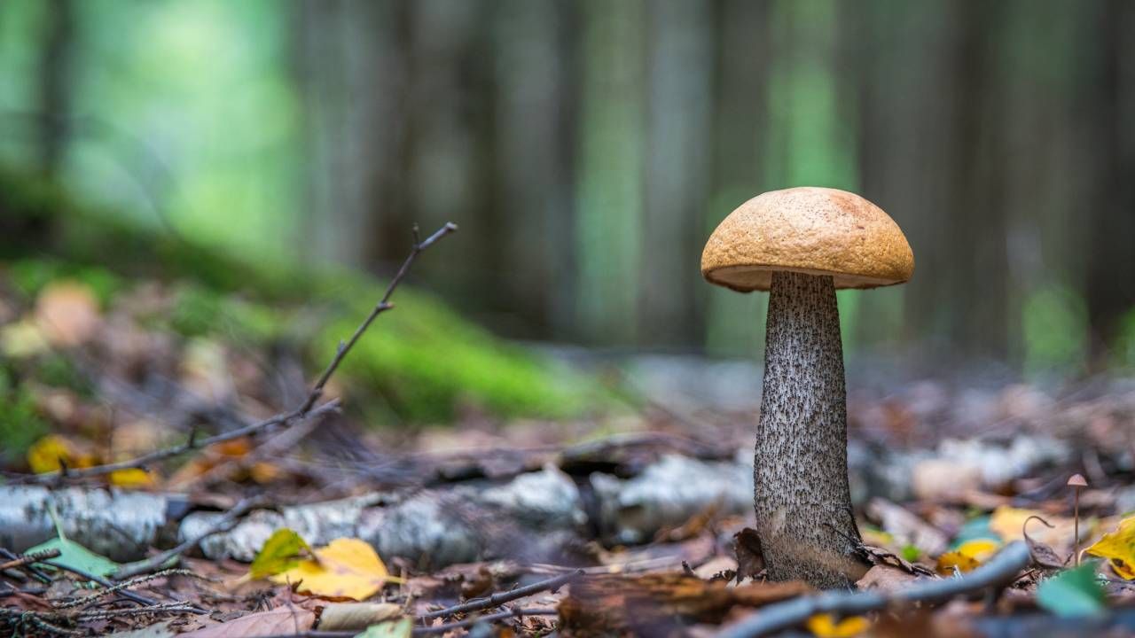 Cules de ciuperci din România în pădurile poloneze.  Pădurarii intervin, sunt bilete