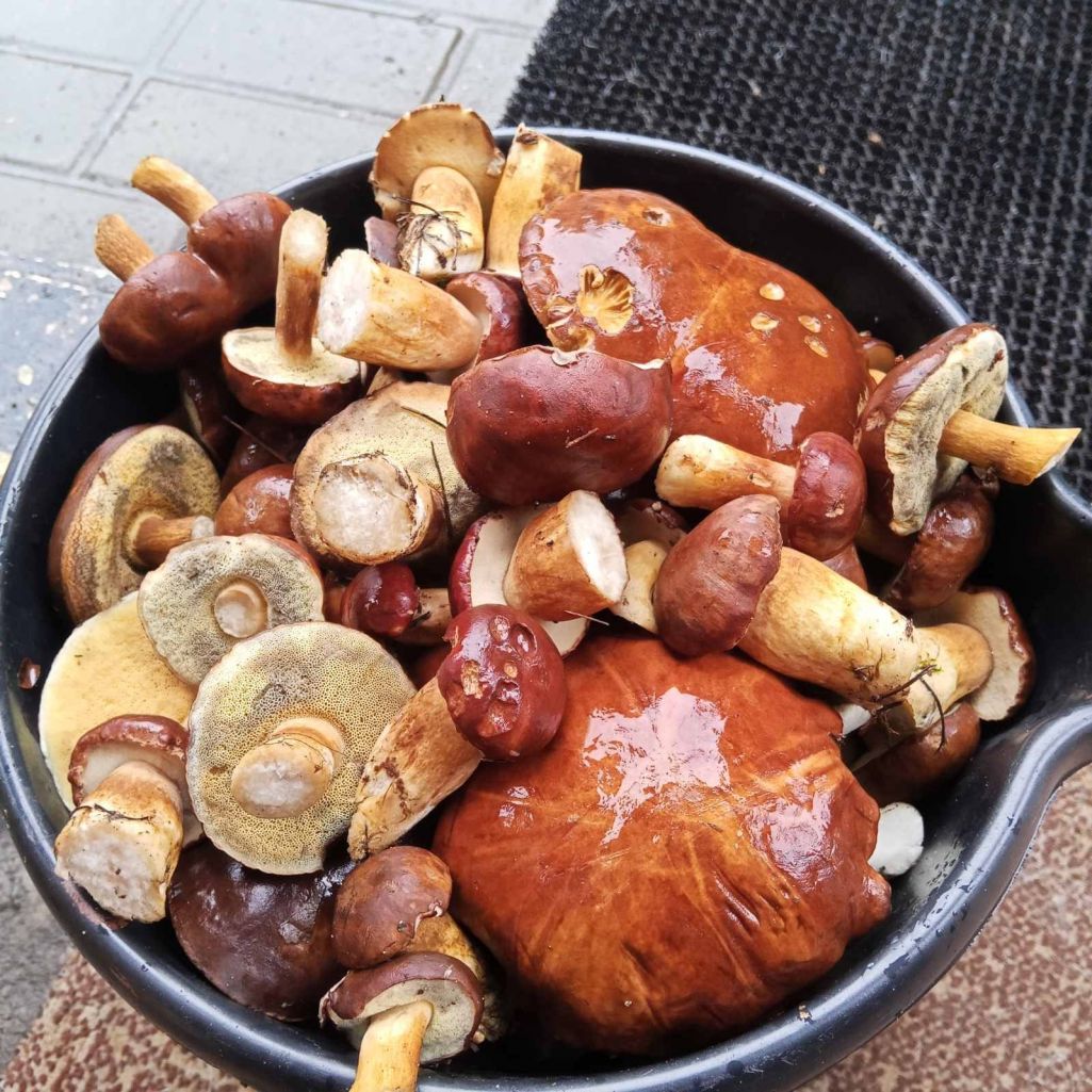 Польские боровики, собранные 12 ноября в Речице Столинского района. Фото: Группа ВК «Грибы: грибные войска Беларуси»