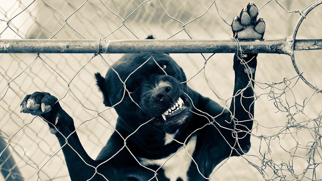 Pitbulle zagryzły dziecko właścicieli (fot. Shutterstock) Pitbulle zagryzły dziecko właścicieli (fot. Shutterstock)