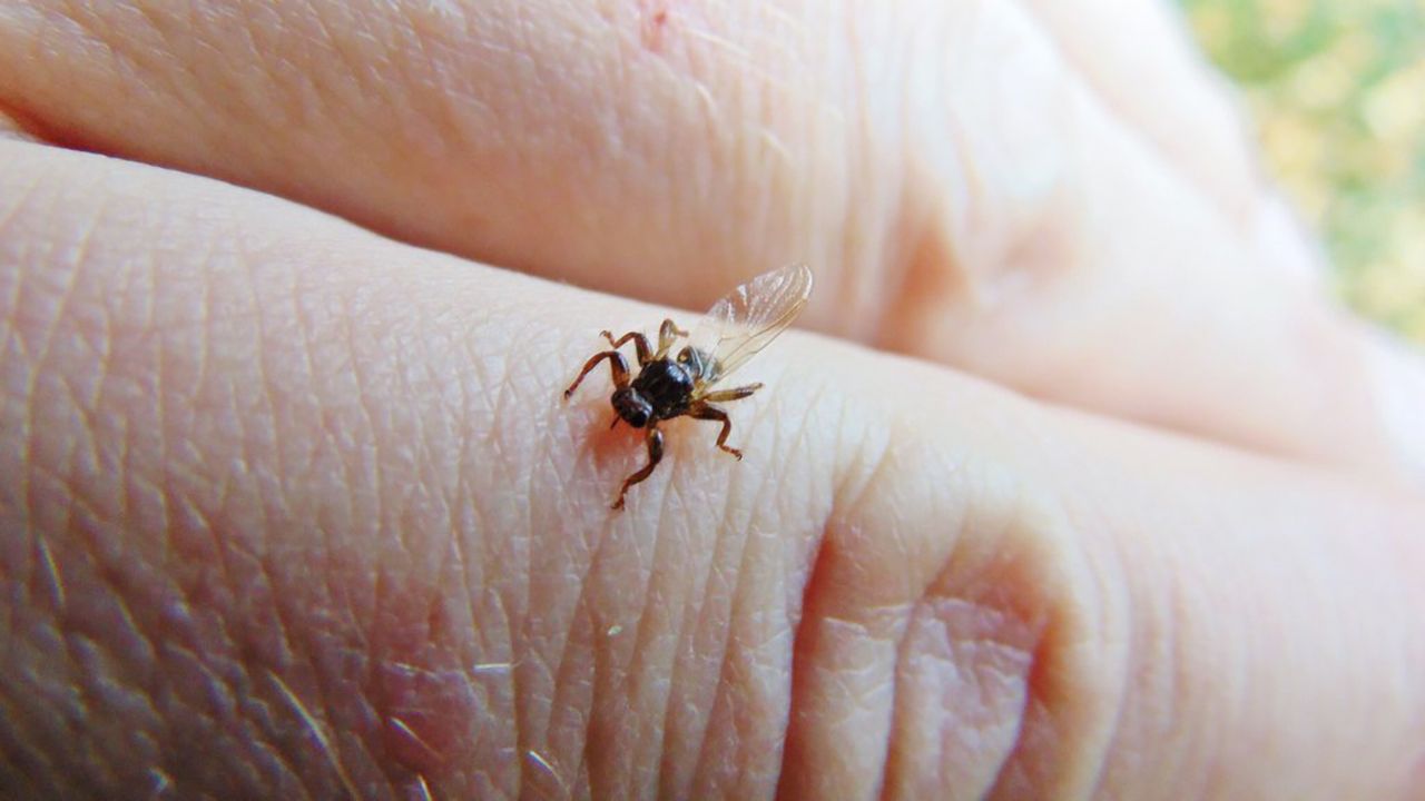 Ich gatunkowa nazwa to strzyżak jeleni bądź sarni (fot. FB/Lasy Państwowe) Ich gatunkowa nazwa to strzyżak jeleni bądź sarni (fot. FB/Lasy Państwowe)