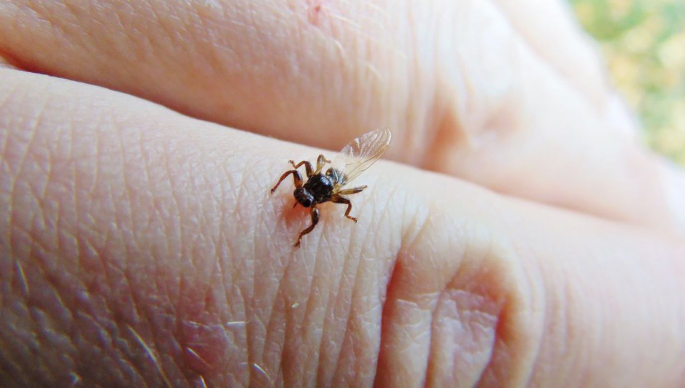 Ich gatunkowa nazwa to strzyżak jeleni bądź sarni (fot. FB/Lasy Państwowe)