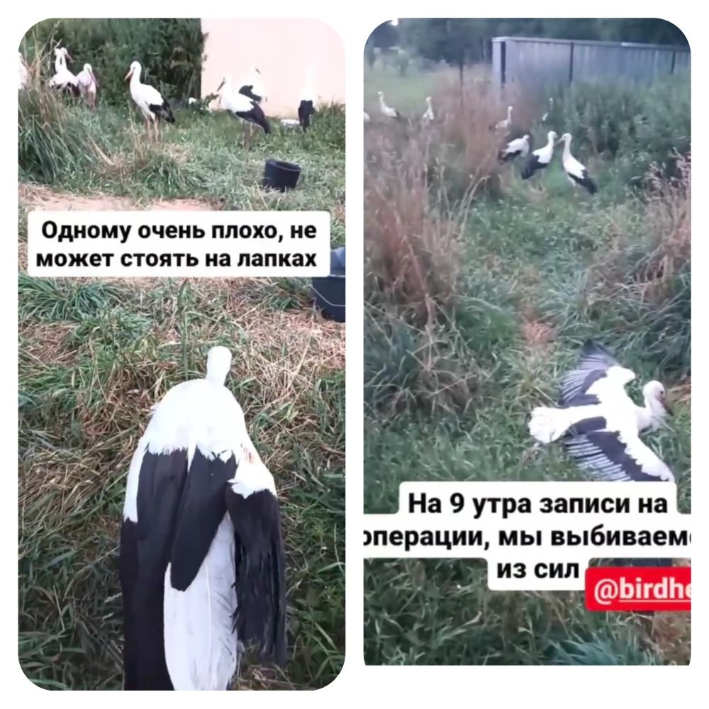 Буслам патрэбная дапамога. (Фота: сацсеткі ptici.by)