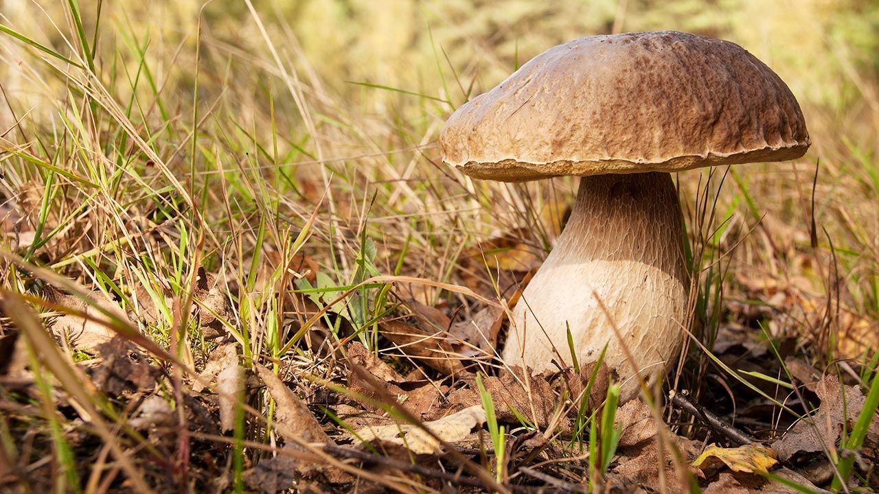 Niektóre grzyby mogą zniknąć (fot. Shutterstock) Niektóre grzyby mogą zniknąć (fot. Shutterstock)