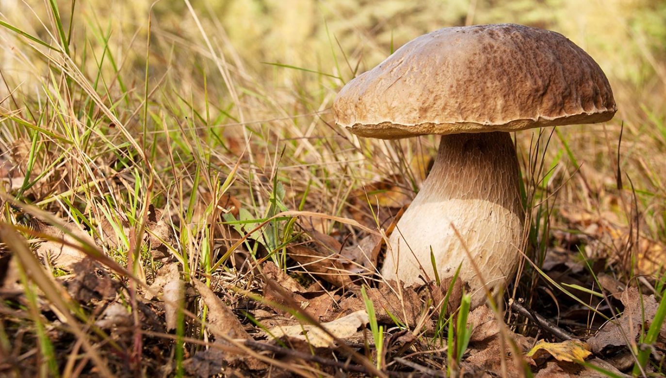 Niektóre grzyby mogą zniknąć (fot. Shutterstock)
