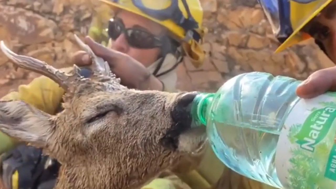 Upały i pożary są groźne również dla zwierząt (fot. tt/@remizapl/Eusebio Pazos Gullon)