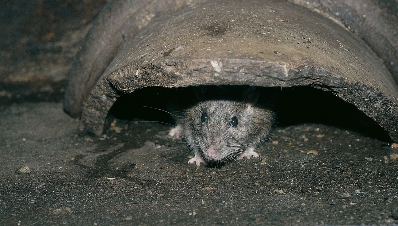 Paryż zmaga się z plagą szczurów (fot. Getty Images)