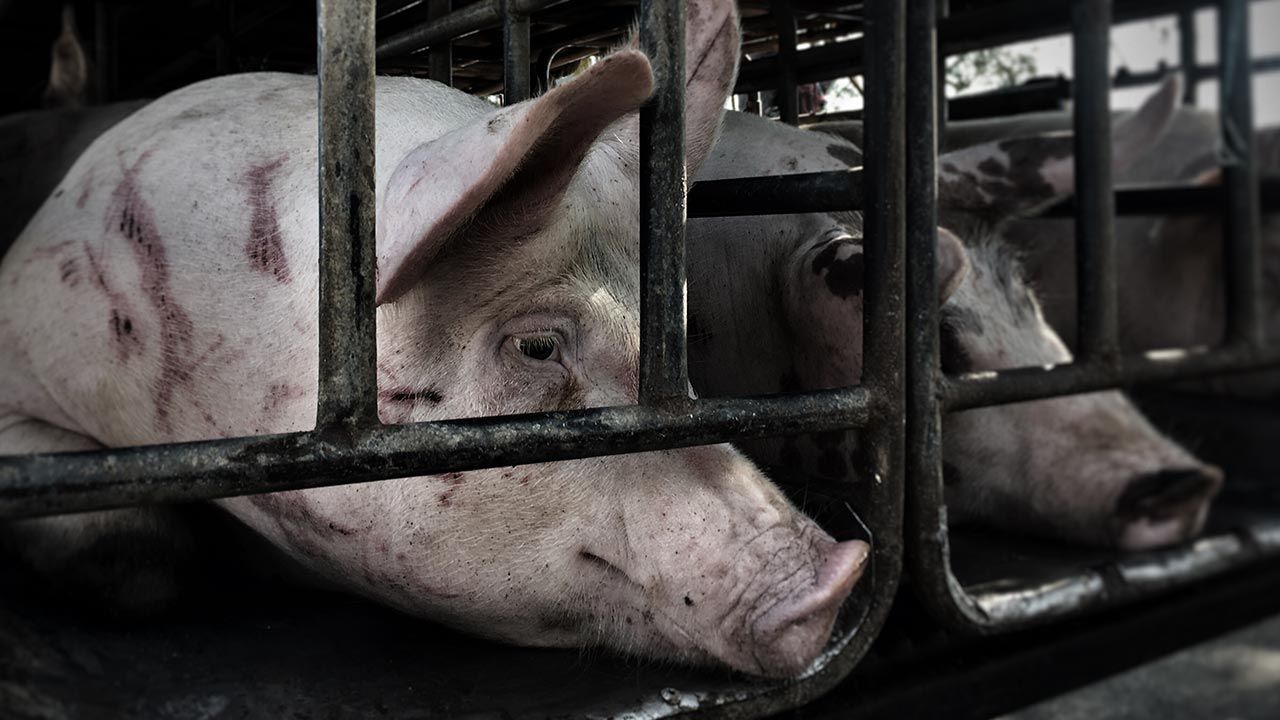 61-letni mężczyzna, pracujący w rzeźni w Hongkongu, chciał zabić świnie przy pomocy tasaka (fot. Shutterstock/Jack_skipio)