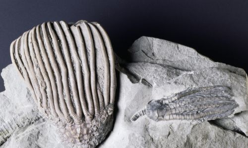 Skamieniałości Dizygocrinus indianaensis i Scytalocrinus disparilis, Crinoidea, karbon. Fot. DeAgostini / Getty Images