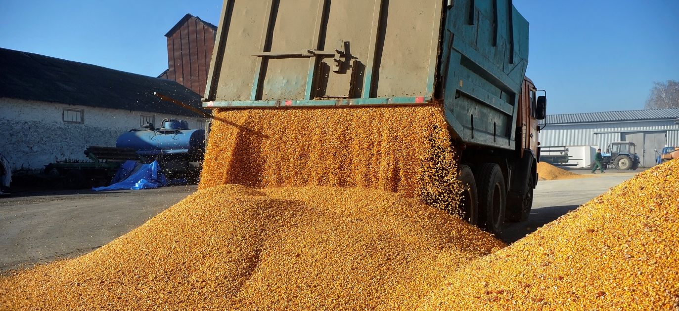 Corn is shipped to the grain run of the Roksana-K farm, Vinnytsia, west-central Ukraine. Photo: Oleksandr Lapin / Ukrinform/Future Publishing via Getty Images