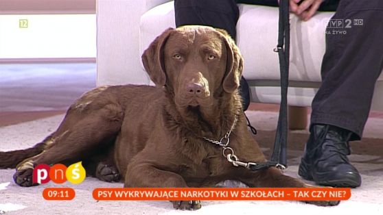 Chesapeake bay 2025 retriever olx
