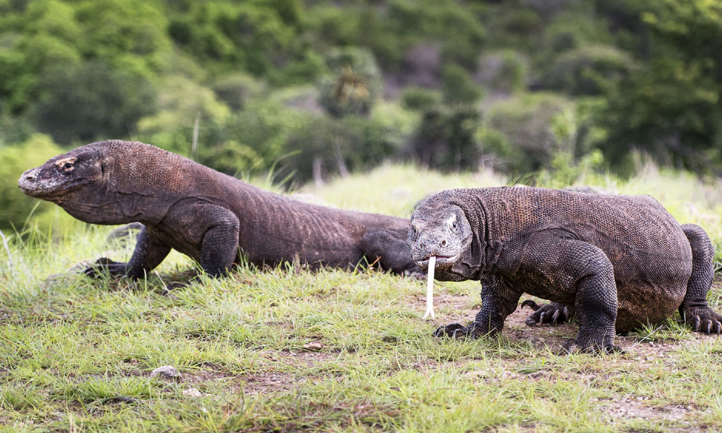 Smok z Komodo jest jednym z najbardziej przerażających zwierząt na Ziemi. Ta największa na świecie jaszczurka jest wszystkożerna. Ma ostre pazury, potężne nogi i tajną broń – toksyczną ślinę. Zawiera ono około 50 szczepów bakterii, ugryzienie smoka jest więc śmiertelne – zabija jego ofiarę w ciągu 24 godzin. Fot. Yulia Sundukova / Barcroft Image / Barcroft Media via Getty Images