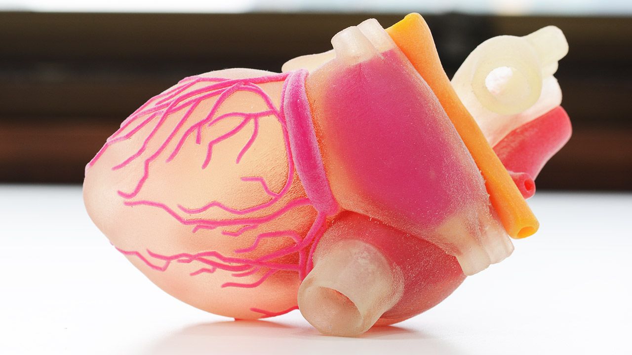 Dla inżynierii tkankowej buduje się eksperymentalnie takie szkielety narządów (fot. Shutterstock/everytime)