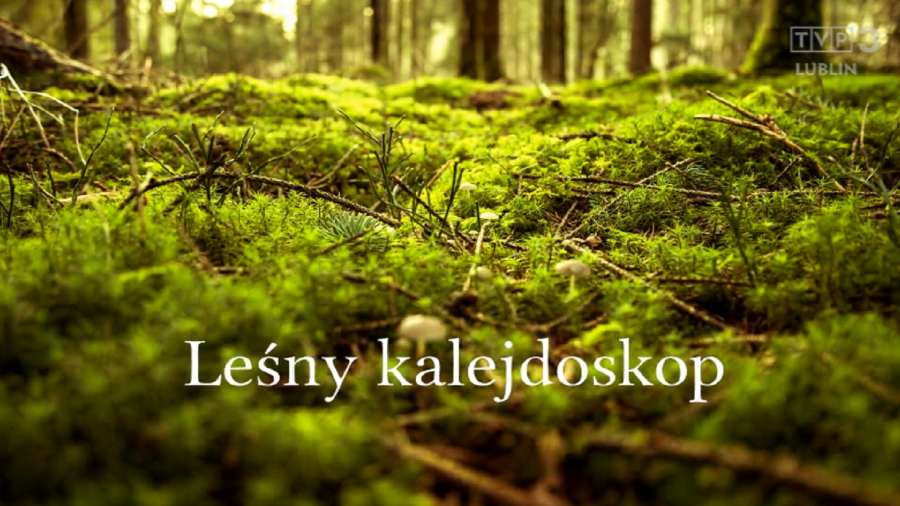 Leśny kalejdoskop