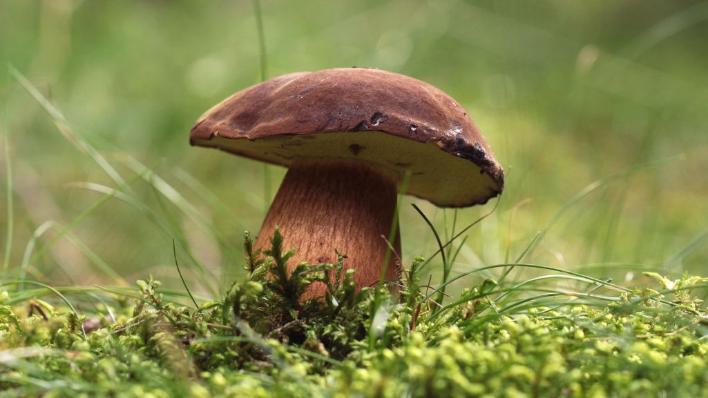 Jesień to idealny czas na zbieranie grzybów. Fot. Reluk/Shutterstock