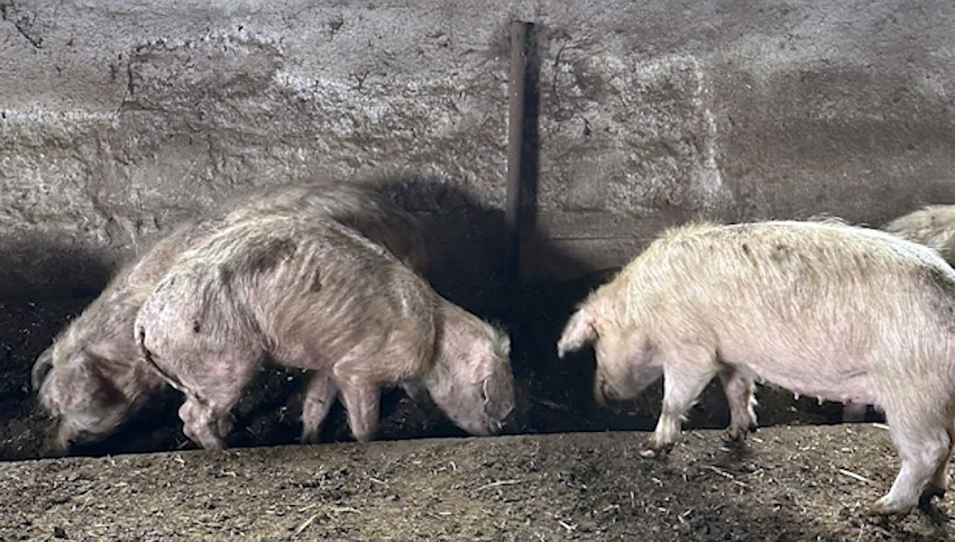 W najgorszym stanie były świnie (fot. TVP3 Łódź)