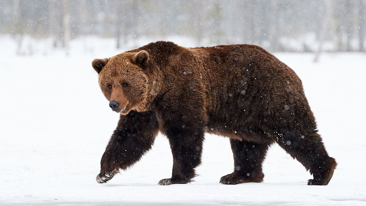 Niedźwiedź brunatny jest największym ssakiem zamieszkującym Tatry (fot. SHutterstock/ArCaLu)