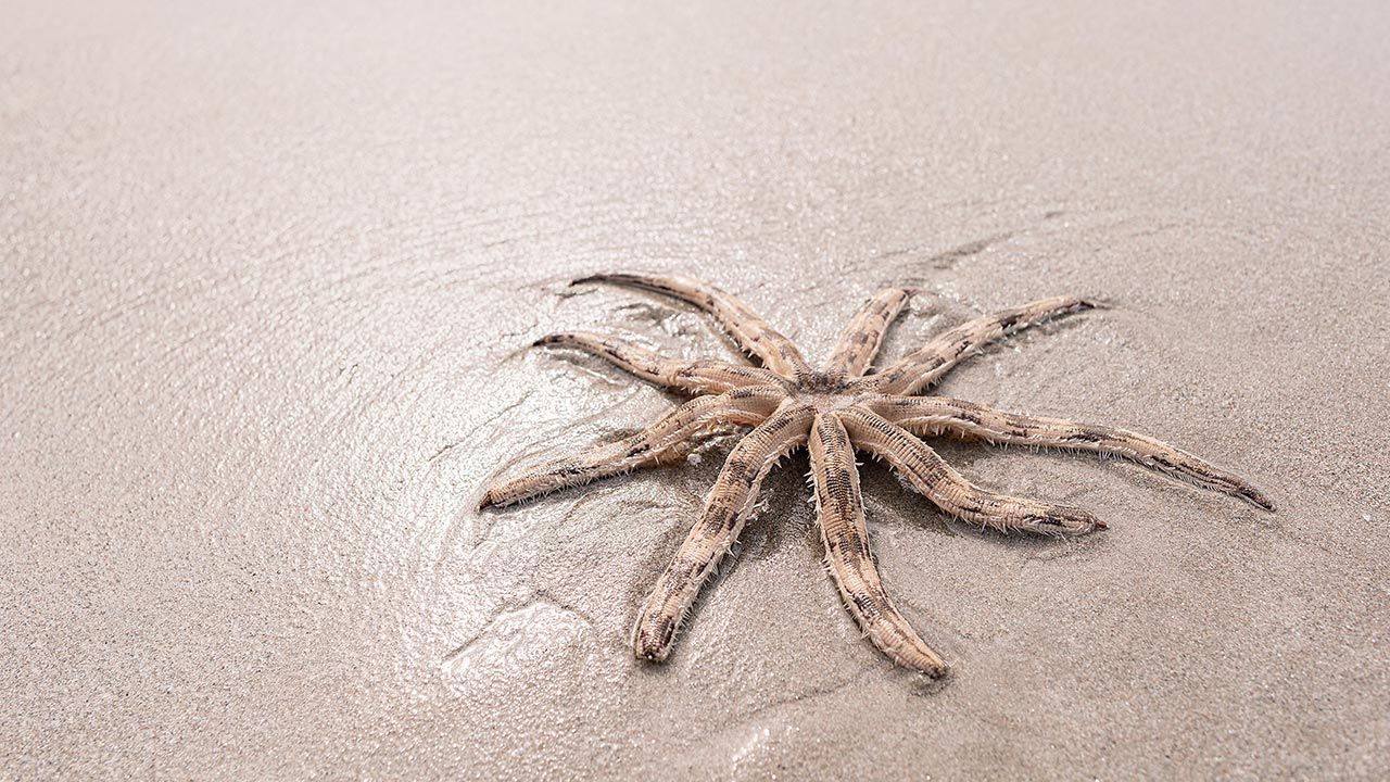 Rodzina znalazła na plaży rzadki gatunek rozgwiazdy (fot. Shutterstock/F16-ISO100) Rodzina znalazła na plaży rzadki gatunek rozgwiazdy (fot. Shutterstock/F16-ISO100)