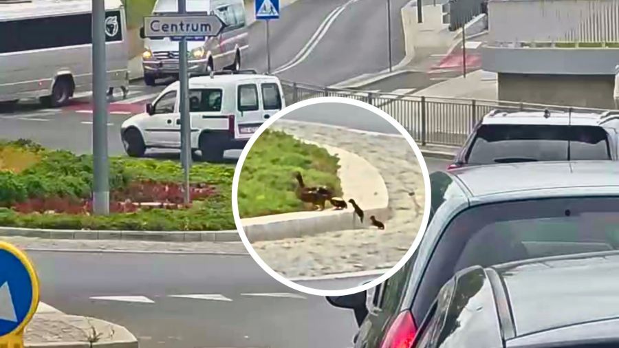 Kaczka z małymi kaczątkami przechodząca przez jezdnię na rondzie w Stargardzie, w tle widać zatrzymane samochody (źródło: facebook / Stoją Stargard)