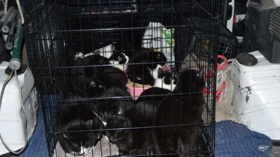 Koty uwięziona w klatkach, w skrajnie niehumanitarnych warunkach fot. Pomorska Policja