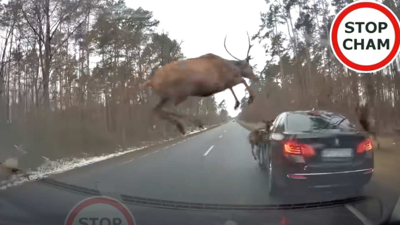 Nie wszystkie jelenie przeskoczyły bezkolizyjnie przez samochód (fot. YouTube/ STOP CHAM) Nie wszystkie jelenie przeskoczyły bezkolizyjnie przez samochód (fot. YouTube/ STOP CHAM)