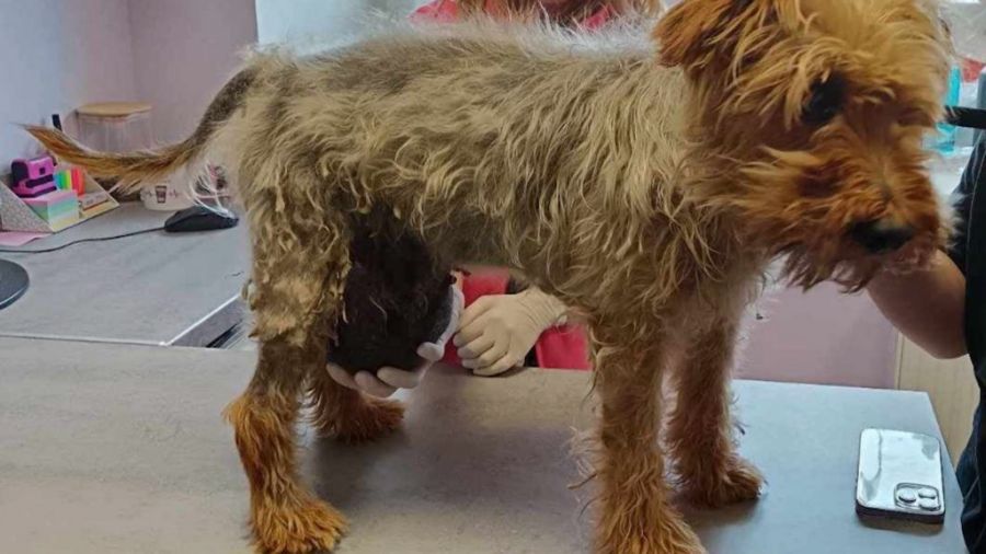 fot.: Ogólnopolskie Towarzystwo Ochrony Zwierząt "Animals" - Inspektorat Gorzów Wlkp.
