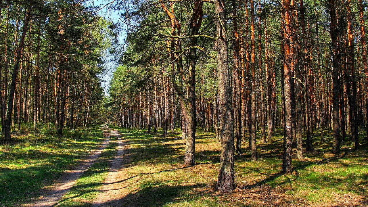 „Polskie lasy w polskich rękach to gwarancja zielonego dziedzictwa dla przyszłych pokoleń” (fot. Shutterstock)