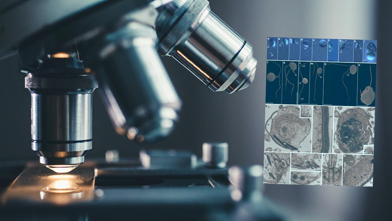 Hodować mikroskopijne, niewidoczne niemal gołym okiem drapieżniki w laboratorium niełatwo  (fot. Shutterstock/Konstantin Kolosov; sci.news/Tikhonenkov)