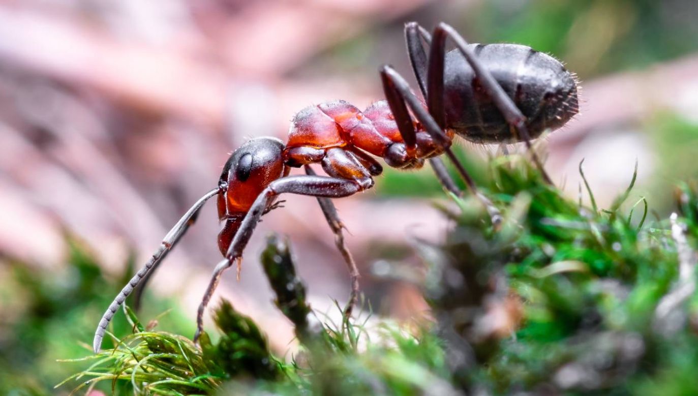 Mrówki mają ogromne znaczenie dla życia na Ziemi (fot. Pexels)