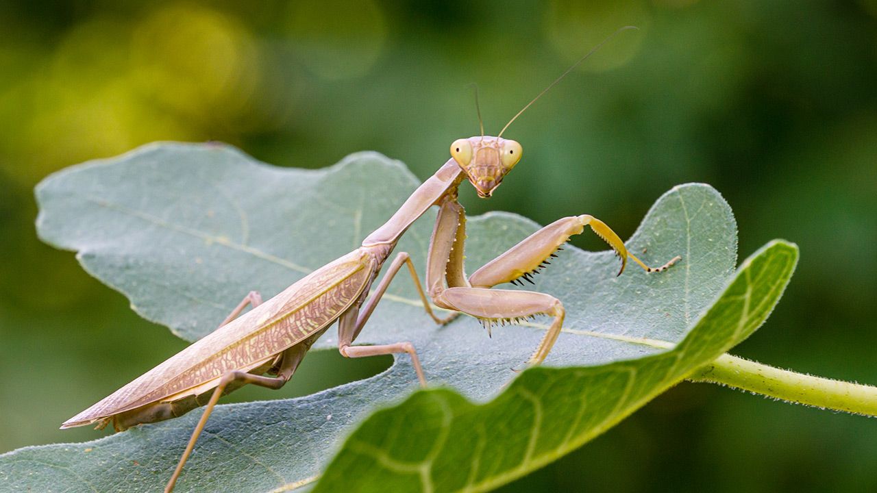 Modliszki przenoszą się do miast (fot. Shutterstock) Modliszki przenoszą się do miast (fot. Shutterstock)