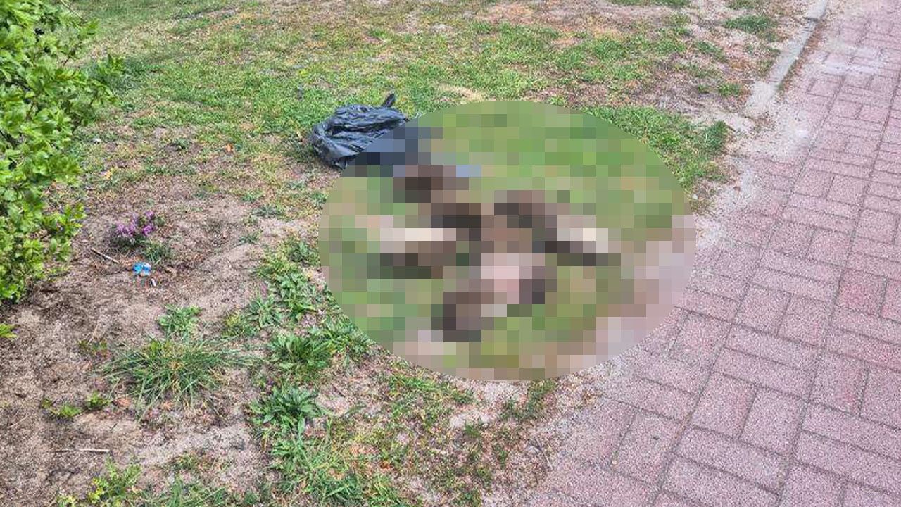 Śmierć ośmiu jeży w Zielonej Górze. Znaleziono je w worku na śmieci