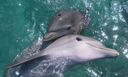 Podobnie – do zacieśniania więzów wewnątrz populacji – używają seksu, w tym z przedstawicielami własnej płci, delfiny butlonose. Jednak i tu nie powstają homoseksualne pary na całe życie – wszystko kończy reprodukcja. Fot. Wild Horizons/Universal Images Group via Getty Images