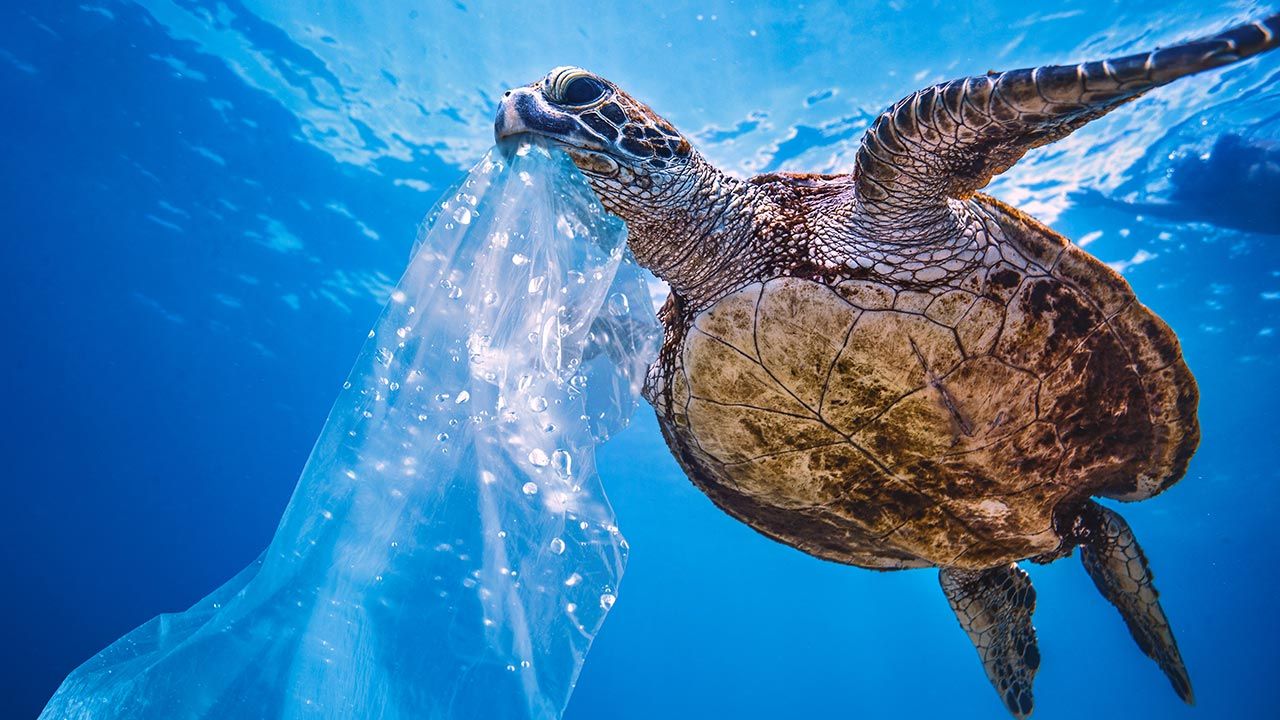 Plastik nie jest biodegradowalny daltego kumuluje się w oceanach i będzie tam pozostawał setki lat (fot. Shutterstock/Willyam Bradberry) Plastik nie jest biodegradowalny daltego kumuluje się w oceanach i będzie tam pozostawał setki lat (fot. Shutterstock/Willyam Bradberry)