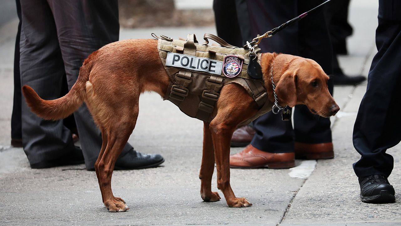 Policyjne psy w Teksasie nie będą usypiane na emeryturze. (fot. Reuters/Mike Segar)
