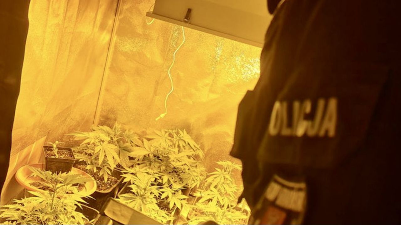 Policjanci znaleźli 60 krzewów konopi, wysuszoną marihuanę, haszysz oraz tabletki ecstasy (fot. KMP Gdańsk)