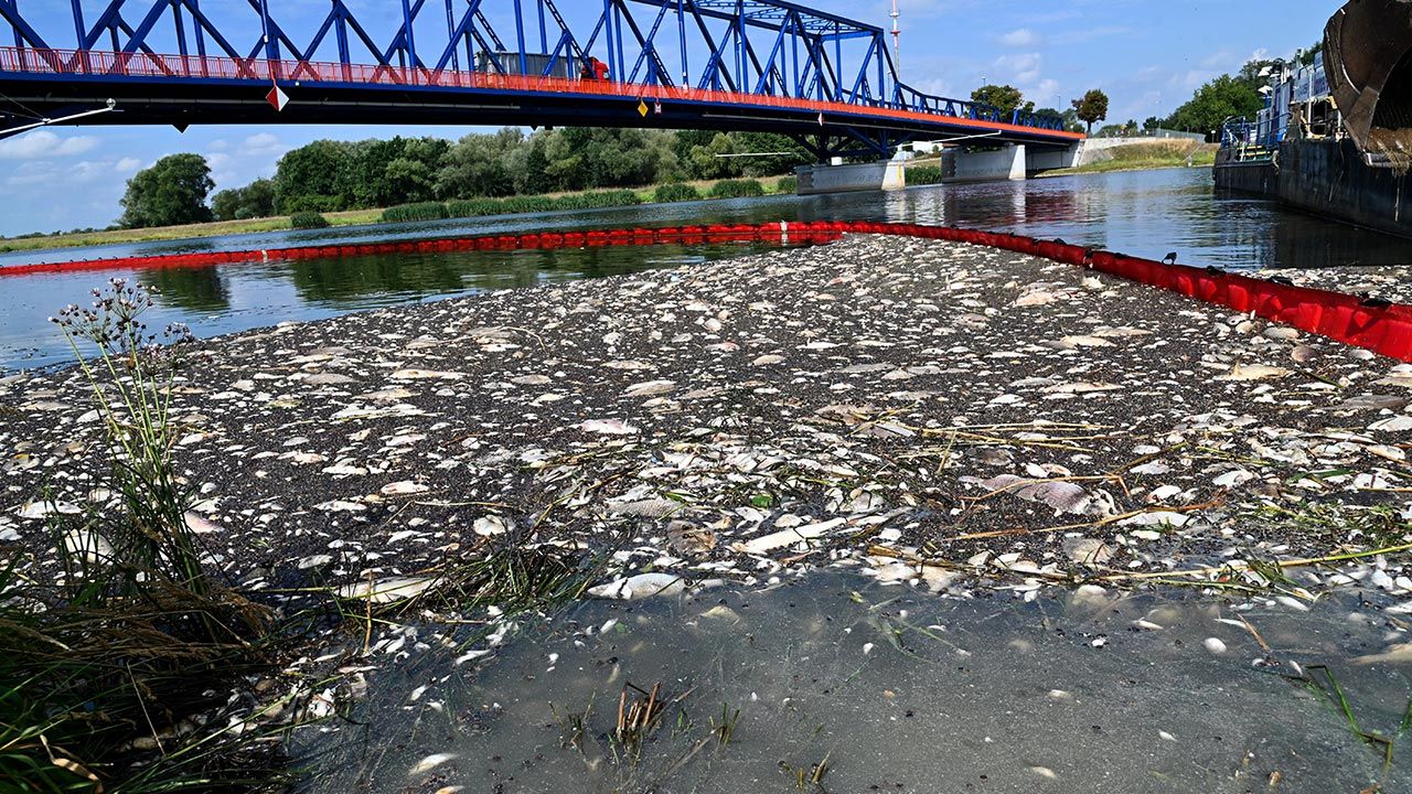 Katastrofa na Odrze. Zginęły tysiące ryb (fot. PAP/Marcin Bielecki)