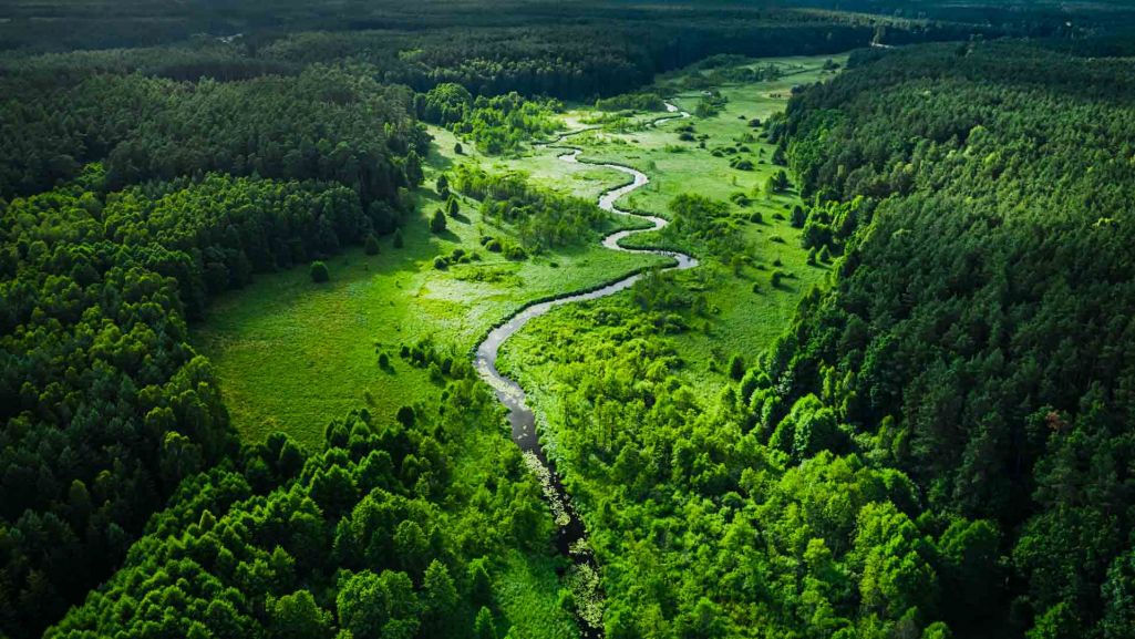 Bory Tucholskie stanowią jeden z największych kompleksów leśnych w Polsce, z licznymi jeziorami i rzekami. Fot. Shaiith/ Shutterstock
