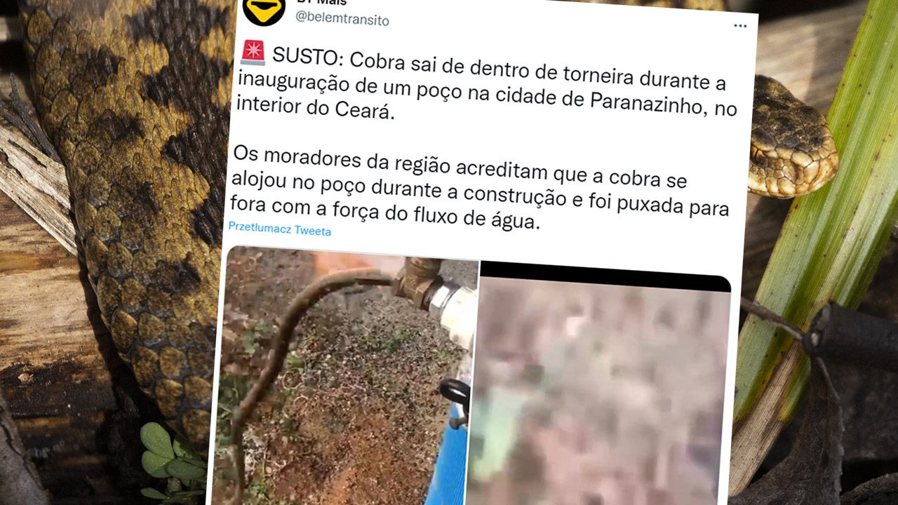Wąż wywołał panikę wsi Paranazinho w Brazylii (fot. tt/@belemtransito, Getty Images)