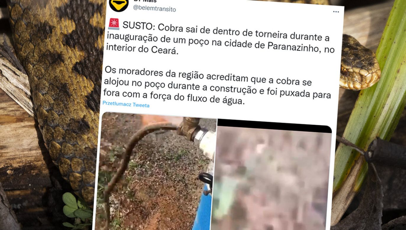 Wąż wywołał panikę wsi Paranazinho w Brazylii (fot. tt/@belemtransito, Getty Images)