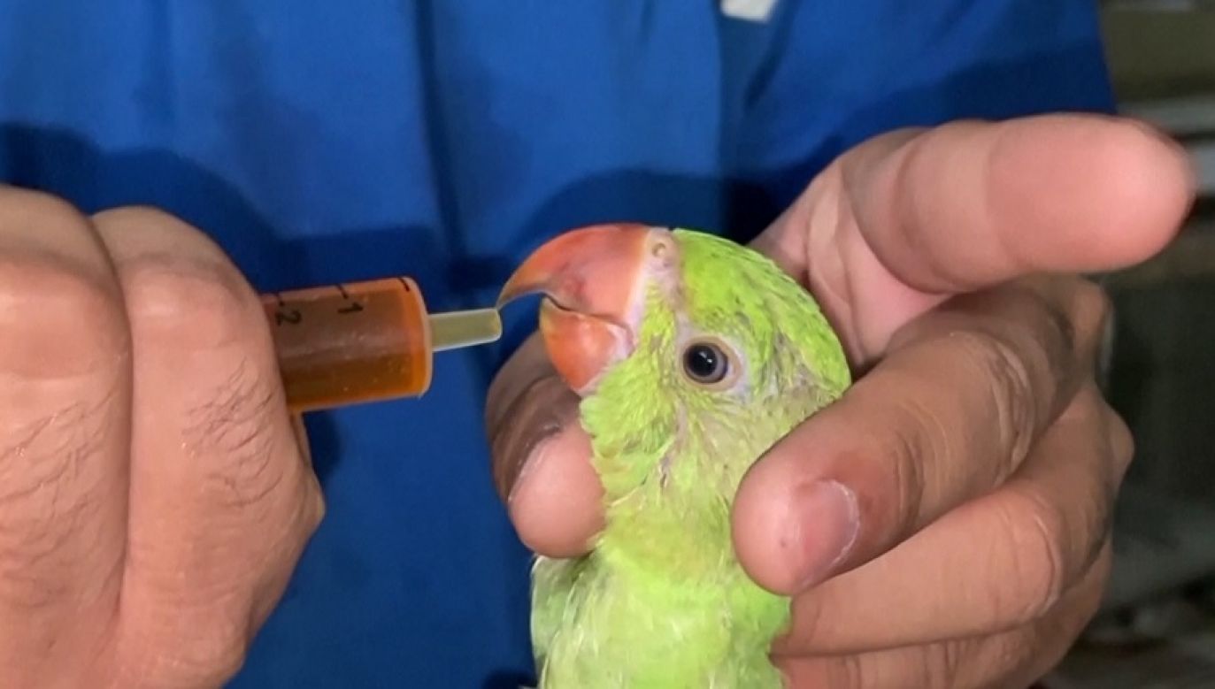 Doctors in the animal hospital managed by non-profit Jivdaya Charitable Trust in Ahmedabad said they have treated thousands of birds in the last few weeks, photo: Reuters