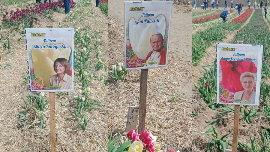 Chrzypsko Wielkie - wielkopolskie tulipany w Watykanie (fot. Agata Czyżak/archiwum)